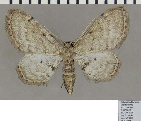 /filer/webapps/moths/media/images/I/illustrior_Idaea_AF_ZSM_01.jpg