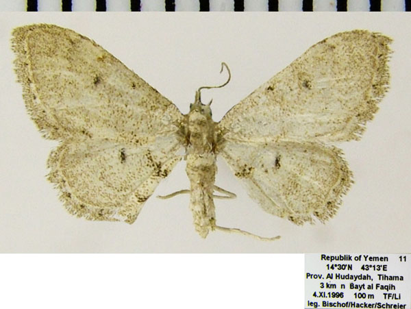 /filer/webapps/moths/media/images/I/illustrior_Idaea_AF_ZSM_02.jpg