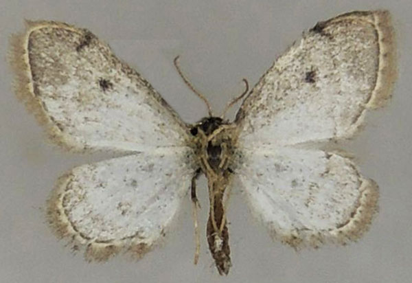 /filer/webapps/moths/media/images/I/illustrior_Idaea_AM_ZSMb.jpg