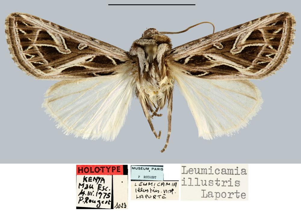 /filer/webapps/moths/media/images/I/illustris_Leumicamia_HT_MNHN.jpg