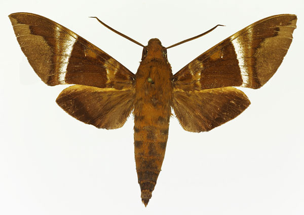 /filer/webapps/moths/media/images/I/illustris_Nephele_AM_Basquin.jpg