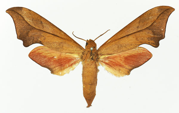 /filer/webapps/moths/media/images/I/illustris_Phylloxiphia_AF_Basquin.jpg