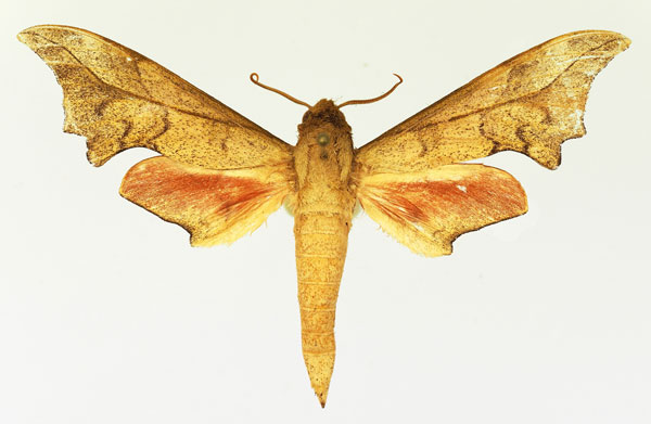 /filer/webapps/moths/media/images/I/illustris_Phylloxiphia_AM_Basquin_02.jpg