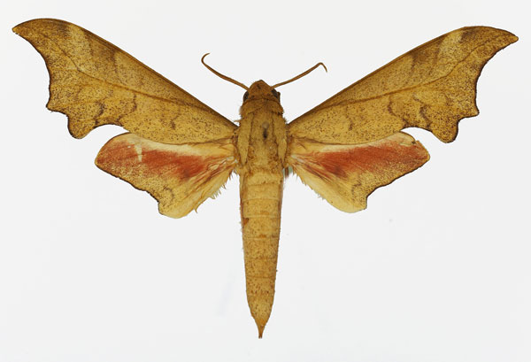 /filer/webapps/moths/media/images/I/illustris_Phylloxiphia_AM_Basquin_03a.jpg