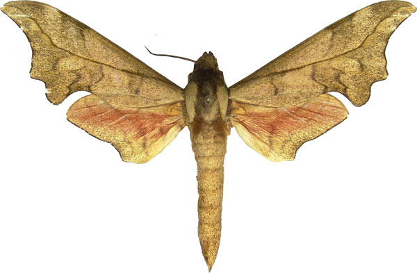 /filer/webapps/moths/media/images/I/illustris_Phylloxiphia_AM_MCJM.jpg