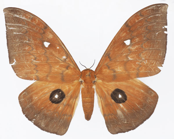 /filer/webapps/moths/media/images/I/illustris_Pseudobunaea_AF_Basquina.jpg