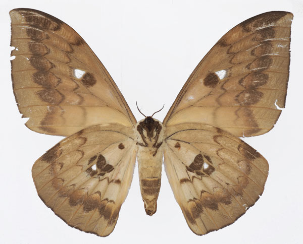 /filer/webapps/moths/media/images/I/illustris_Pseudobunaea_AF_Basquinb.jpg
