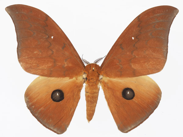 /filer/webapps/moths/media/images/I/illustris_Pseudobunaea_AM_Basquin_02.jpg