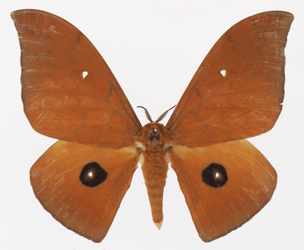 /filer/webapps/moths/media/images/I/illustris_Pseudobunaea_AM_Basquin_03a.jpg