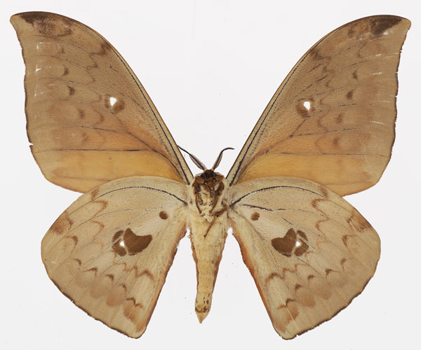/filer/webapps/moths/media/images/I/illustris_Pseudobunaea_AM_Basquin_03b.jpg
