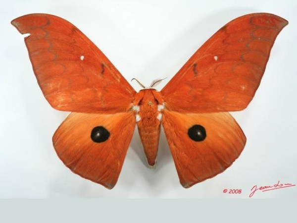 /filer/webapps/moths/media/images/I/illustris_Pseudobunaea_A_Albert.jpg