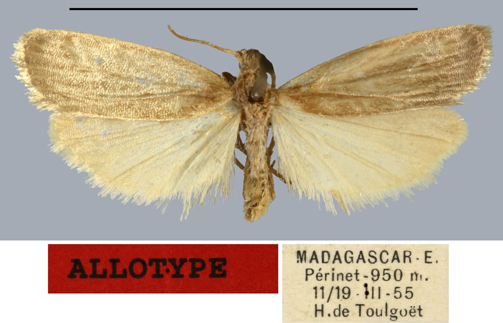 /filer/webapps/moths/media/images/I/iluopsis_Eilema_AT_MNHN.jpg