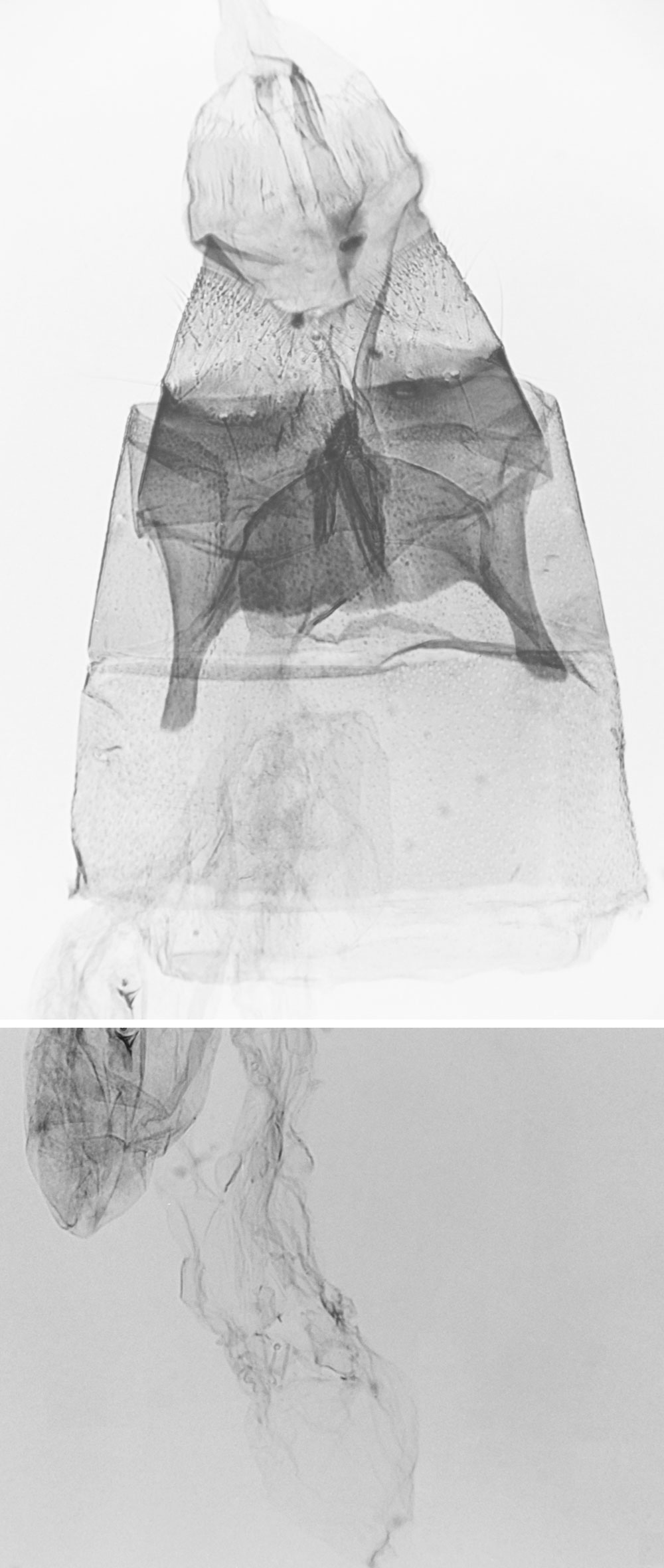 /filer/webapps/moths/media/images/I/imaitso_Helpaphorus_GFPT_MNHN_4327.jpg