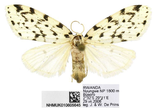 /filer/webapps/moths/media/images/I/imana_Siccia_PTF_BMNH.jpg