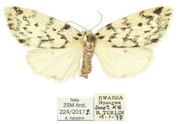 /filer/webapps/moths/media/images/I/imana_Siccia_PTF_ZSM.jpg