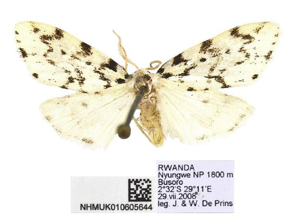 /filer/webapps/moths/media/images/I/imana_Siccia_PTM_BMNH.jpg