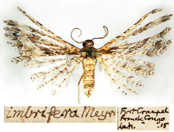 /filer/webapps/moths/media/images/I/imbrifera_Alucita_HT_BMNH.jpg