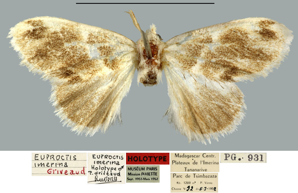 /filer/webapps/moths/media/images/I/imerina_Euproctis_HT_MNHN.jpg