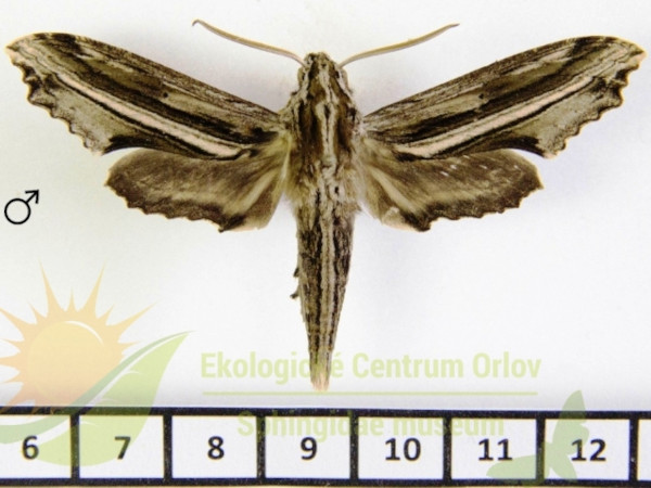 /filer/webapps/moths/media/images/I/imitans_Centroctena_AM_SMCR.jpg