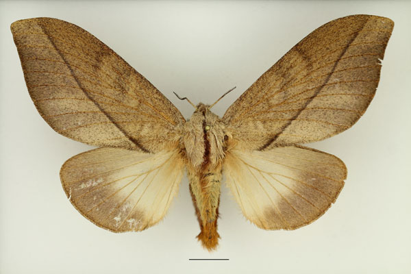 /filer/webapps/moths/media/images/I/imitans_Grellada_AF_Basquin.jpg