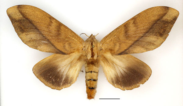 /filer/webapps/moths/media/images/I/imitans_Grellada_AF_Basquin_02.jpg