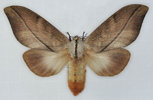 /filer/webapps/moths/media/images/I/imitans_Grellada_AF_Ihle_01.jpg