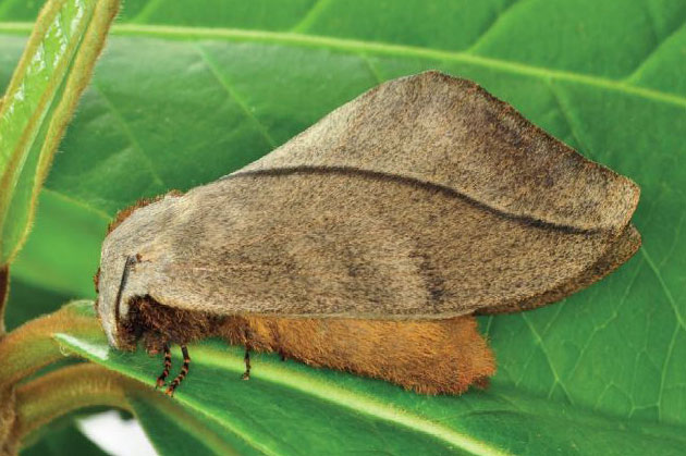 /filer/webapps/moths/media/images/I/imitans_Grellada_AF_Ihle_02.jpg