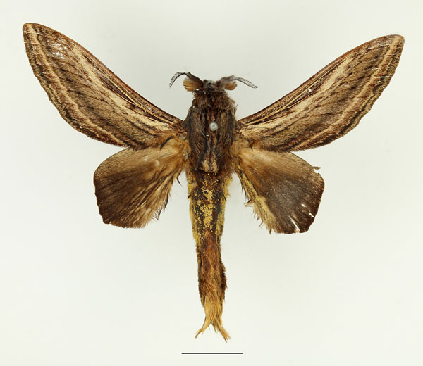 /filer/webapps/moths/media/images/I/imitans_Grellada_AM_Basquin_02.jpg