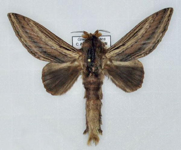 /filer/webapps/moths/media/images/I/imitans_Grellada_AM_Ihle_01.jpg