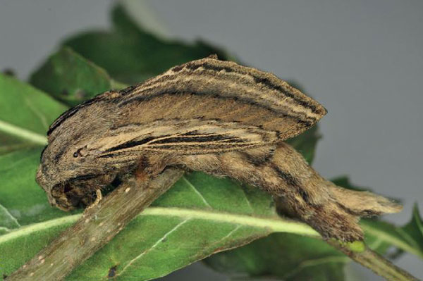 /filer/webapps/moths/media/images/I/imitans_Grellada_AM_Ihle_02.jpg