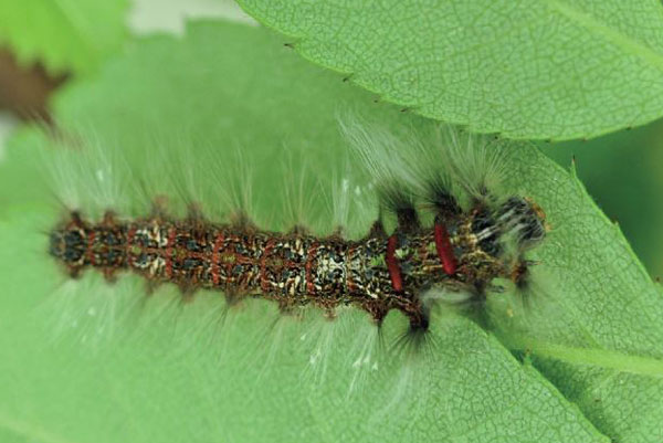 /filer/webapps/moths/media/images/I/imitans_Grellada_L2_Ihle.jpg