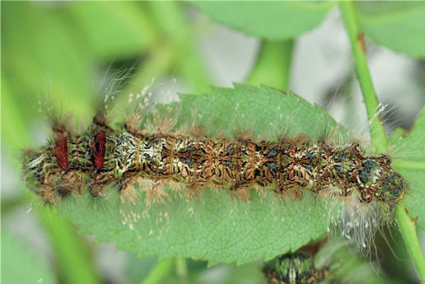 /filer/webapps/moths/media/images/I/imitans_Grellada_L3_Ihle.jpg