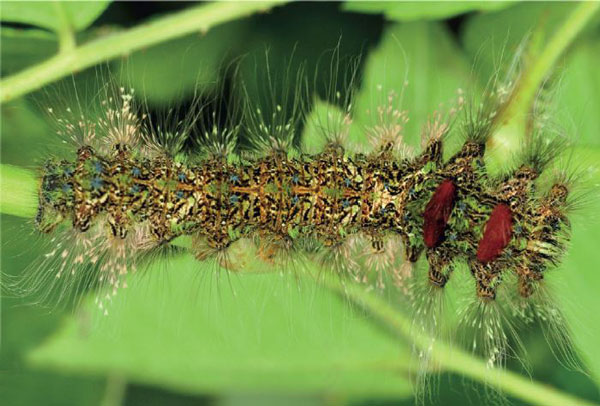 /filer/webapps/moths/media/images/I/imitans_Grellada_L4_Ihle.jpg