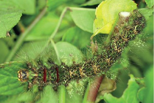 /filer/webapps/moths/media/images/I/imitans_Grellada_L5_Ihle.jpg
