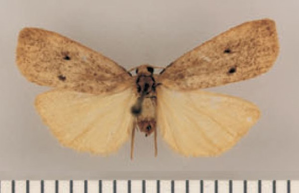 /filer/webapps/moths/media/images/I/imitans_Lysceia_HT_TMSA.jpg