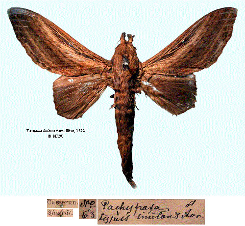 /filer/webapps/moths/media/images/I/imitans_Taragama_LT_SNHMa.jpg