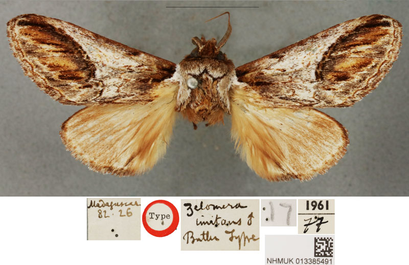 /filer/webapps/moths/media/images/I/imitans_Zelomera_HT_BMNH.jpg