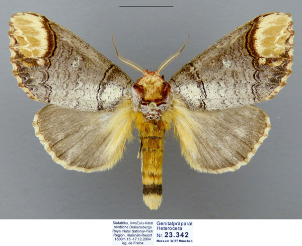 /filer/webapps/moths/media/images/I/imitata_Antheua_AF_MWM.jpg