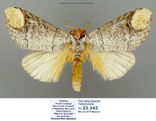 /filer/webapps/moths/media/images/I/imitata_Antheua_AM_MWM.jpg