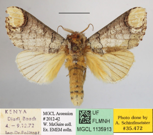 /filer/webapps/moths/media/images/I/imitata_Antheua_A_MGCLa_01.JPG
