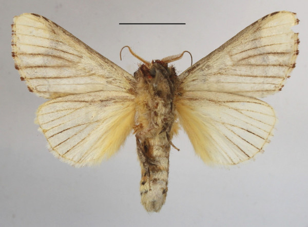 /filer/webapps/moths/media/images/I/imitata_Antheua_A_MGCLb_01.JPG