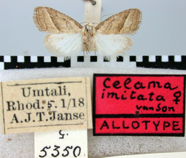 /filer/webapps/moths/media/images/I/imitata_Celama_AT_TMSA.jpg