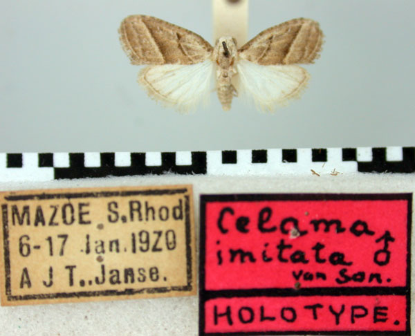 /filer/webapps/moths/media/images/I/imitata_Celama_HT_TMSA.jpg