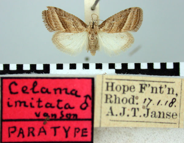 /filer/webapps/moths/media/images/I/imitata_Celama_PTM_TMSA.jpg
