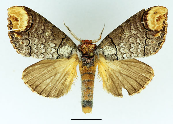 /filer/webapps/moths/media/images/I/imitata_Phalera_AM_Basquin_01.jpg