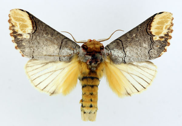 /filer/webapps/moths/media/images/I/imitata_Phalera_AM_ISEA.jpg