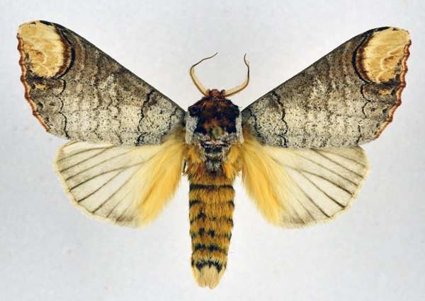 /filer/webapps/moths/media/images/I/imitata_Phalera_AM_NHMO.jpg