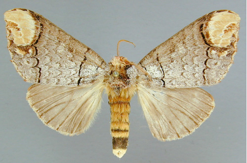 /filer/webapps/moths/media/images/I/imitata_Phalera_A_RMCA_01.jpg