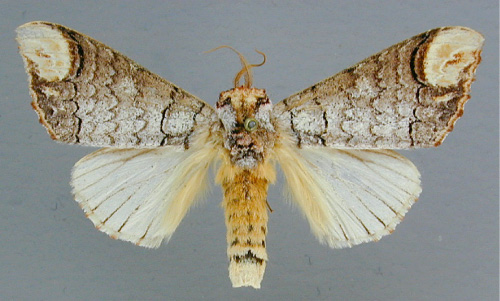 /filer/webapps/moths/media/images/I/imitata_Phalera_A_RMCA_02.jpg
