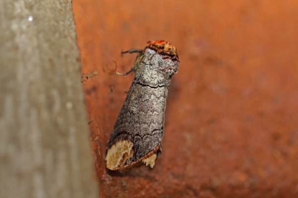 /filer/webapps/moths/media/images/I/imitata_Phalera_A_Voaden.jpg